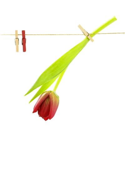 Rode tulip op een lijn van kleren — Stockfoto