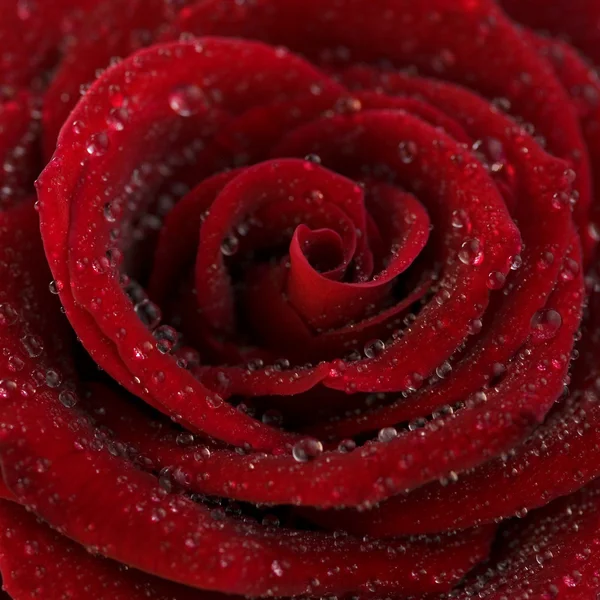 宏图像的暗红色玫瑰 — 图库照片