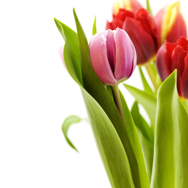 Bouquet dei tulipani freschi — Foto Stock