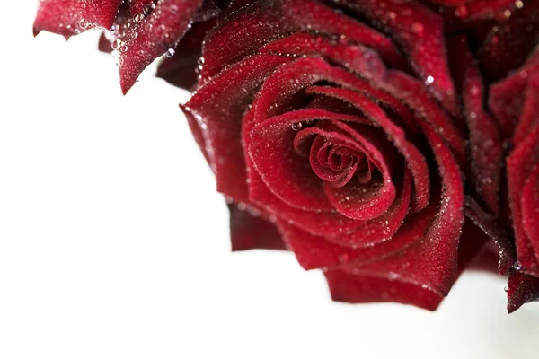 Belle rose rosse con goccioline d'acqua — Foto Stock