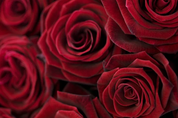 Imagem macro de rosas vermelhas escuras — Fotografia de Stock