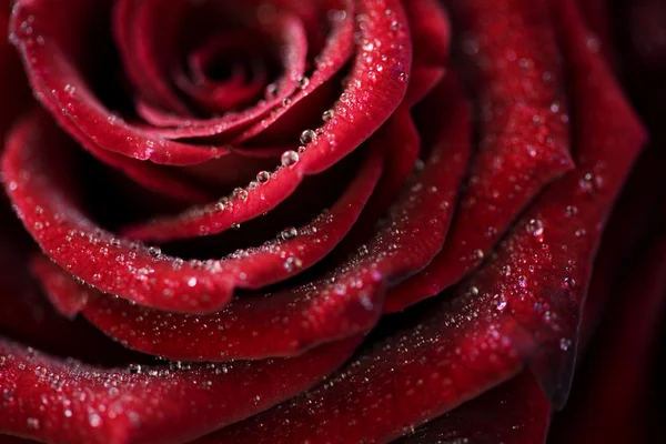 宏图像的暗红色玫瑰 — 图库照片