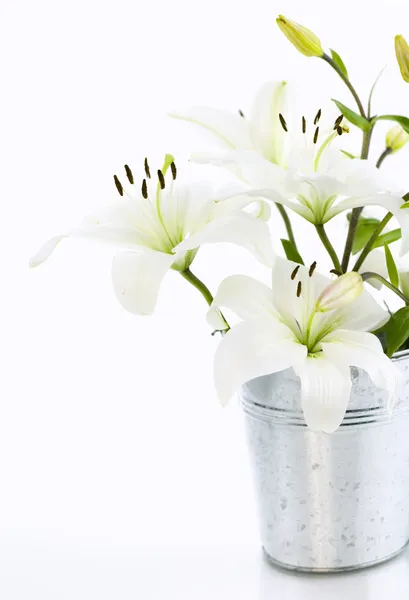 White lily flowers — Stock Photo, Image