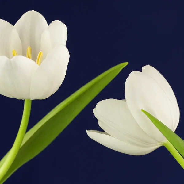 Witte tulpen op blauw — Stockfoto