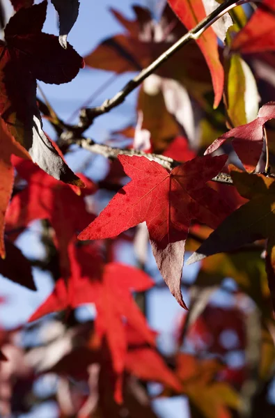 Rode herfst — Stockfoto
