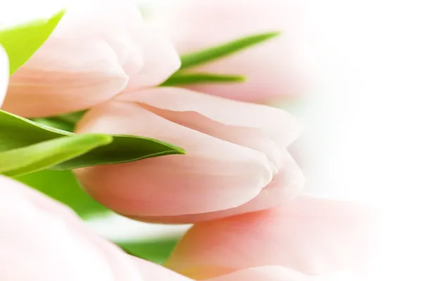 Όμορφο ροζ τουλίπες — Φωτογραφία Αρχείου