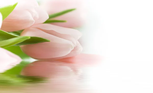 美丽的粉红色郁金香 — 图库照片
