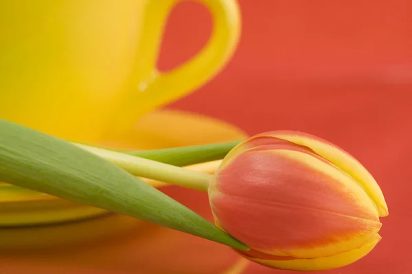 Žluté čepici a Tulipán — Stock fotografie