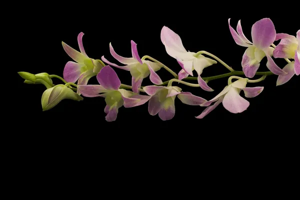 Hermosas orquídeas púrpuras — Foto de Stock