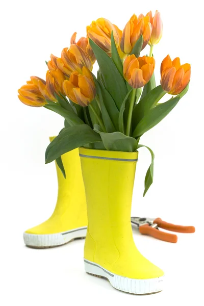 stock image Little rain boots and fresh tulips