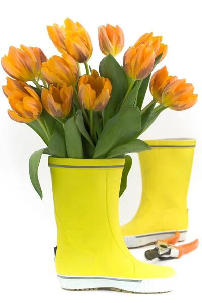 stock image Little rain boots and fresh tulips