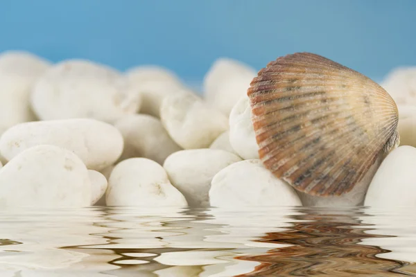 Seashell on the beach Stock Photo
