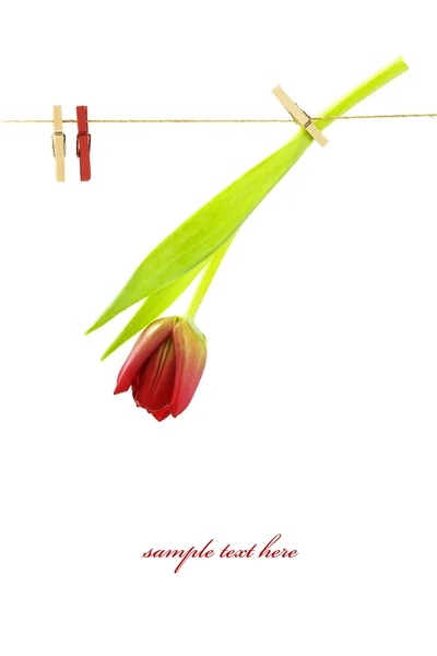 Rote Tulpe auf einer Wäscheleine — Stockfoto