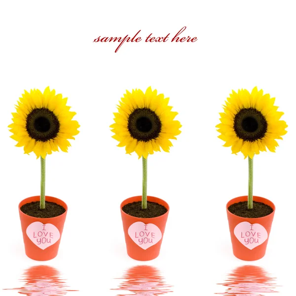 Sonnenblumen. Valentin-Konzept — Stockfoto