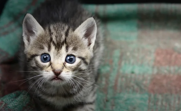 Liten kattunge — Stockfoto