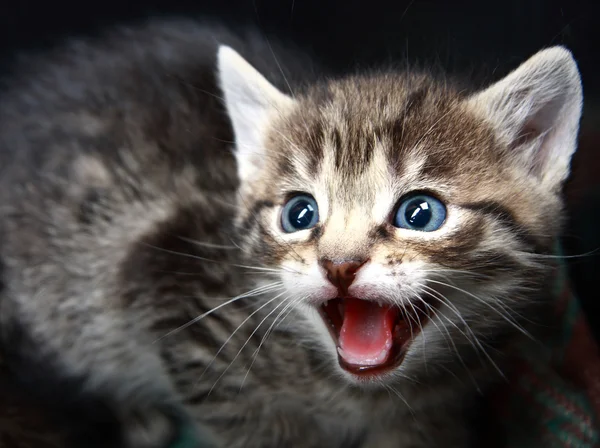 Μικρό γατάκι. Φωτογραφία. — Φωτογραφία Αρχείου