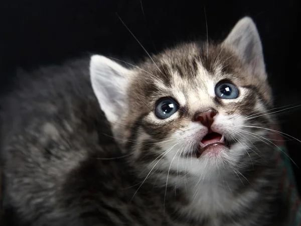 Piccolo gattino. Foto . — Foto Stock