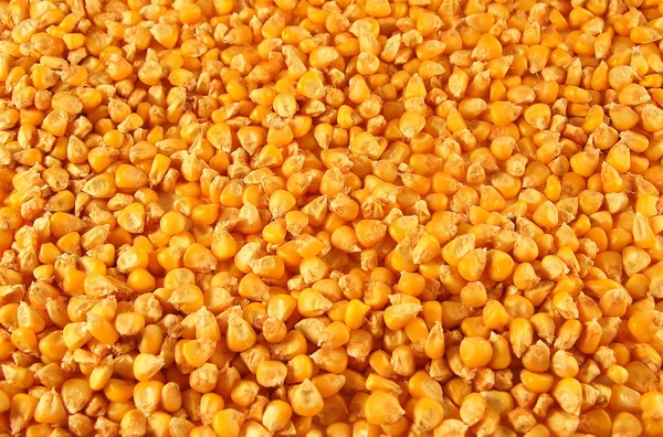 stock image Corn