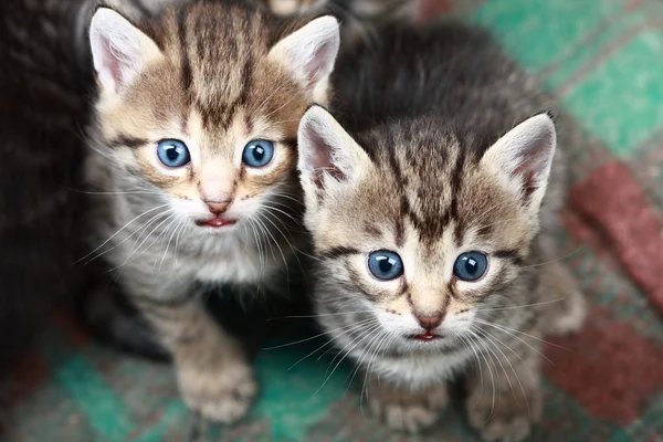 Två liten kattunge. Foto. — Stockfoto