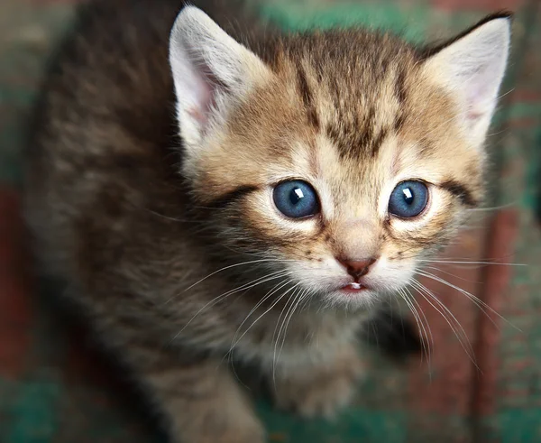 En liten kattunge. Foto. — Stockfoto
