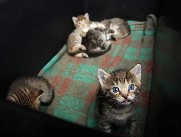Een heleboel kleine kitten. foto. — Stockfoto