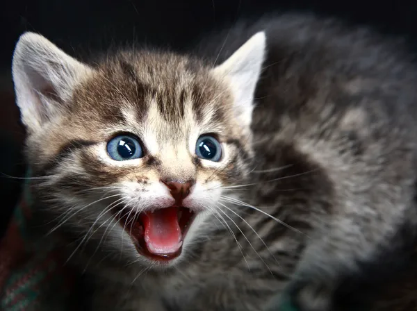Small Kitten. — Stock Photo, Image