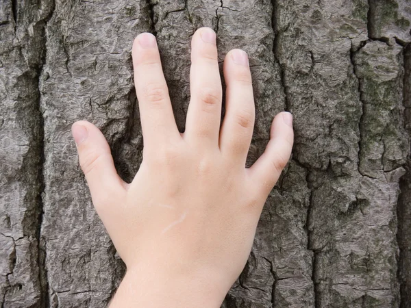 stock image Palm against a tree