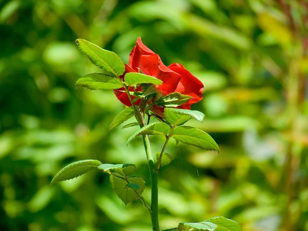 stock image Red rose