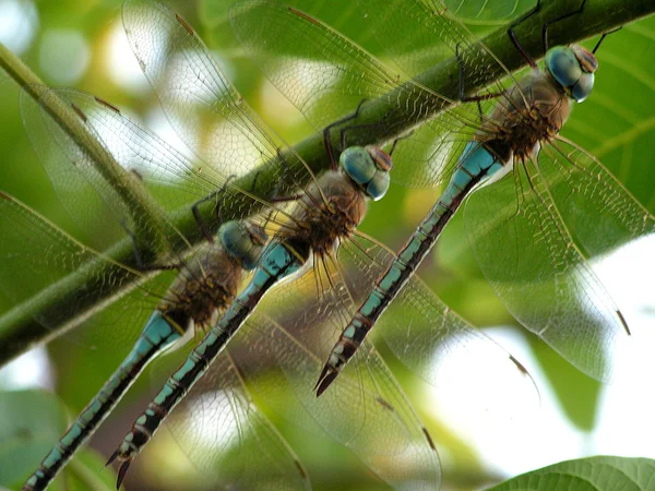 A libélula senta-se em um ramo — Fotografia de Stock