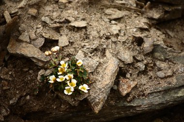 Ranunculus Alpestris clipart