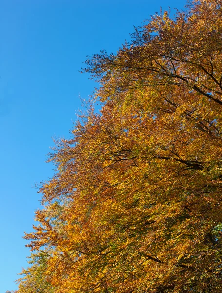 stock image Golden October