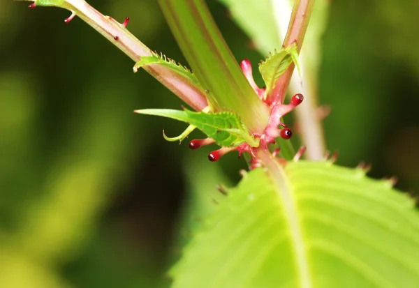 stock image Impatiens Qlandulifera