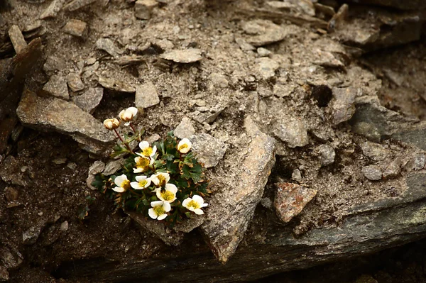 Ranunculus festiris — стоковое фото