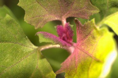 Atriplex hortensis