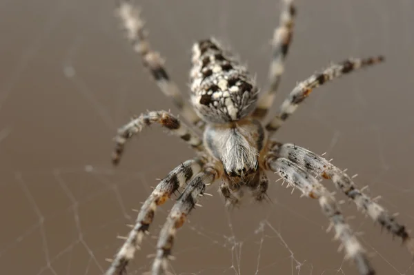 Европейский садовый паук — стоковое фото