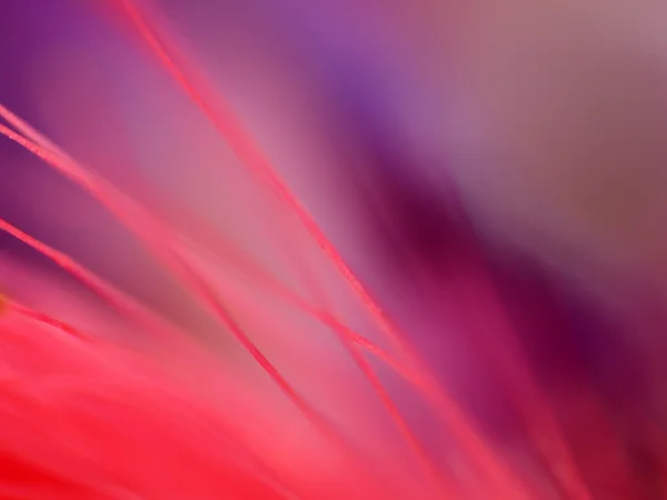 Пурпурный взрыв — стоковое фото