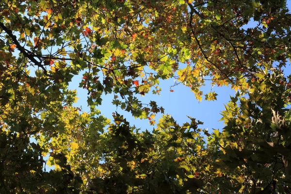 树的叶子 — 图库照片