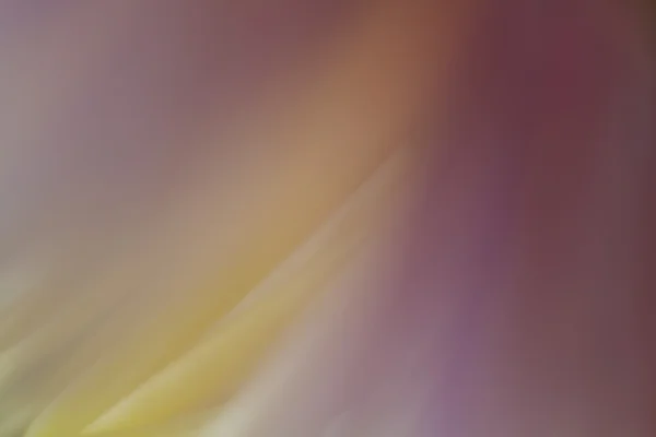 ? Close-up bloem — Stockfoto