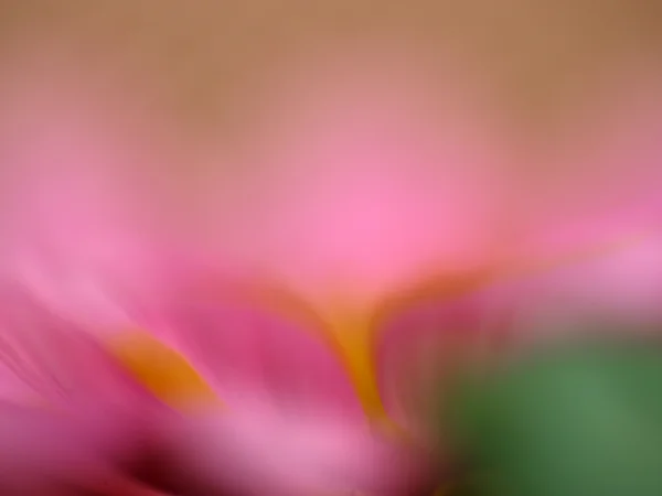 stock image Α close-up flower