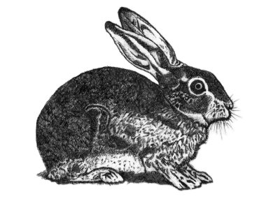 Hare drawing clipart