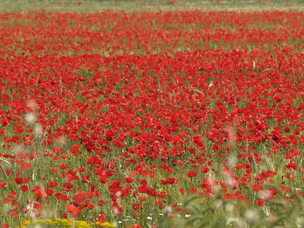 Field with poppies — Stock Photo, Image