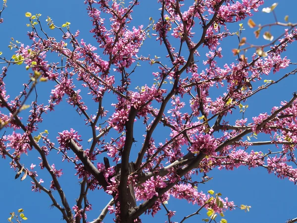 stock image Almonds tree