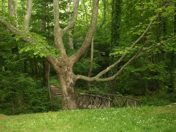 stock image Trees