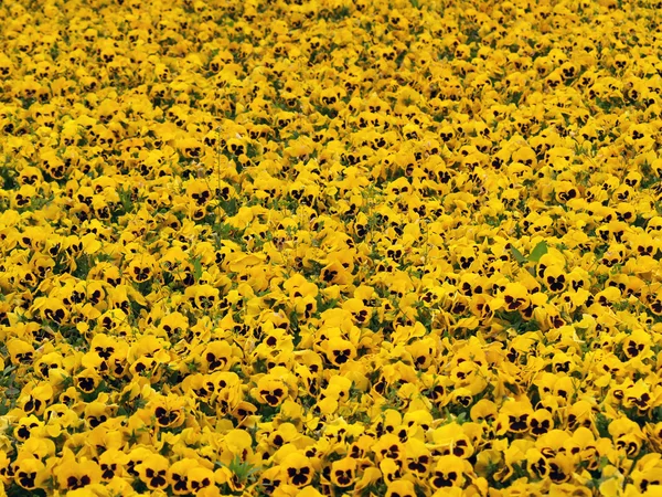Cultivo amarillo —  Fotos de Stock