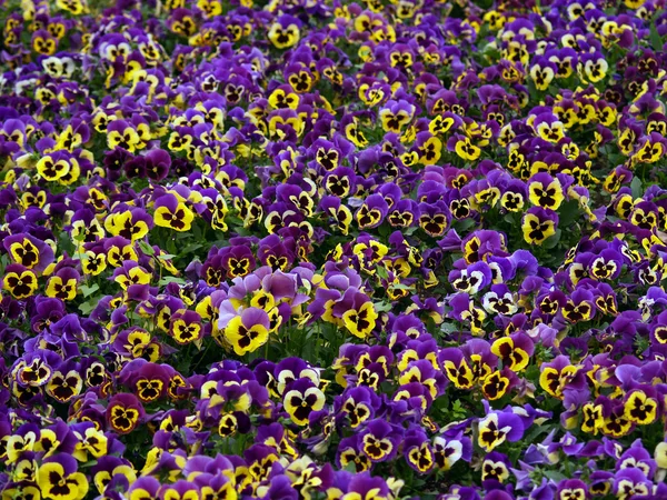 紫色品种 — 图库照片