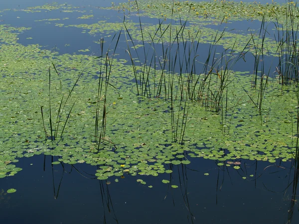 stock image Lake with water lilies..