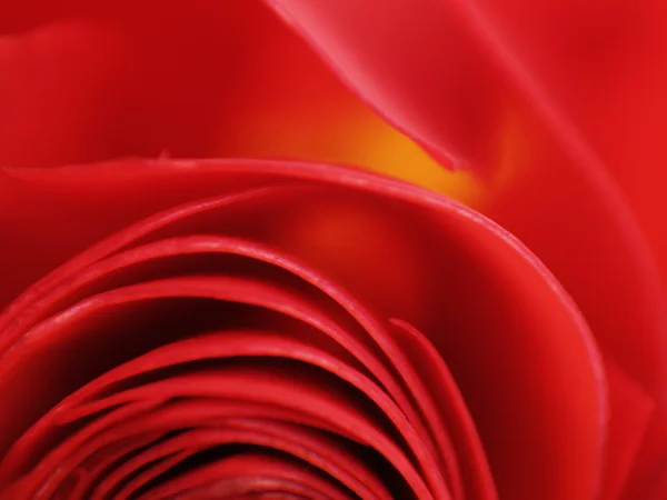 stock image Red Rose