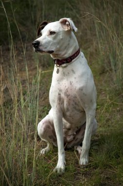 köpek izlerken