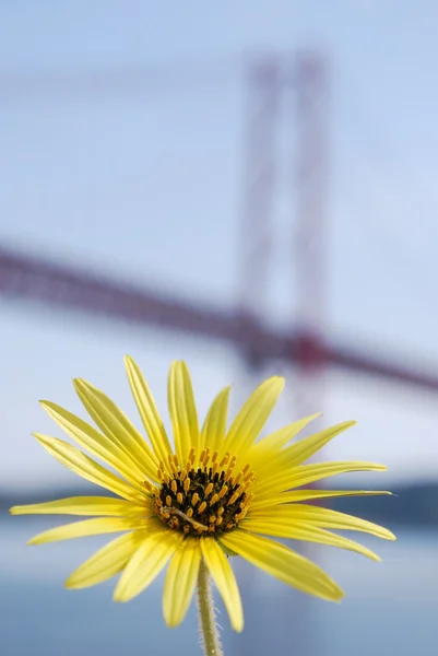 Köprü 25 Nisan sarı papatya ve Lizbon — Stok fotoğraf