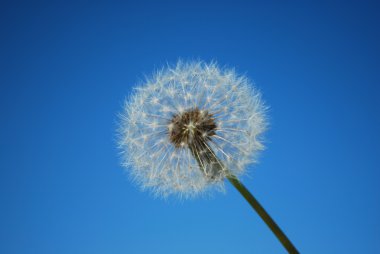 Dandelion with Blue Sky Background clipart